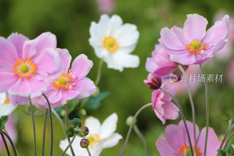 粉红色和白色的日本银莲花图案(anemone hybrida 'Elegans')